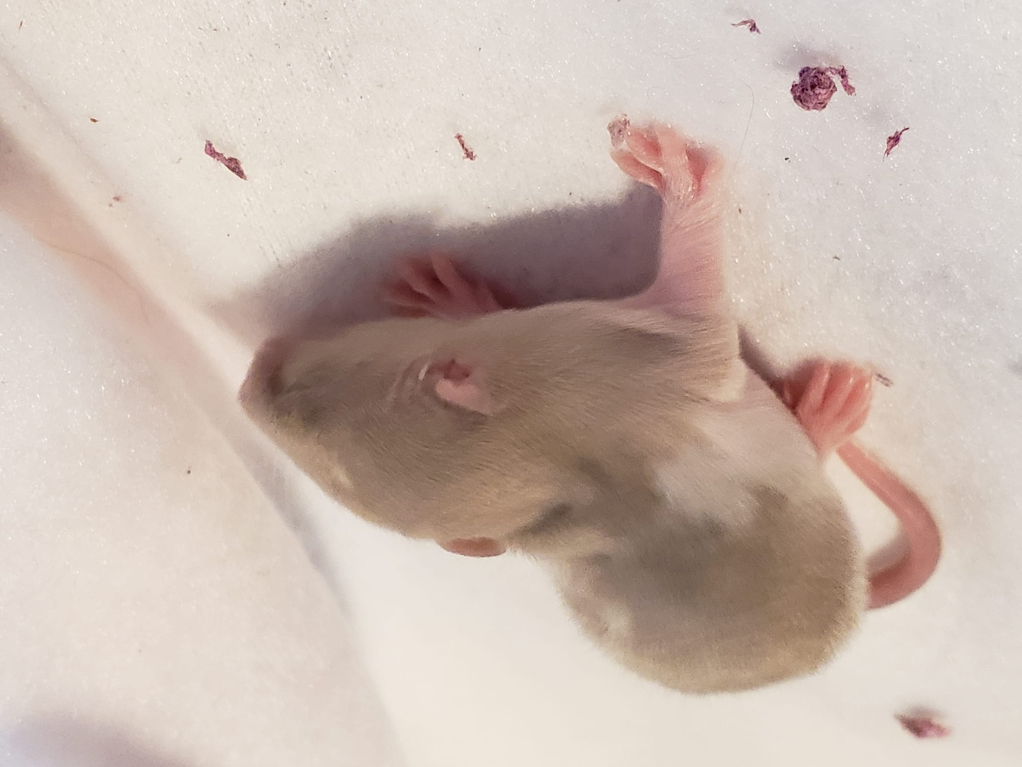 Raising space dragons (March 17th)