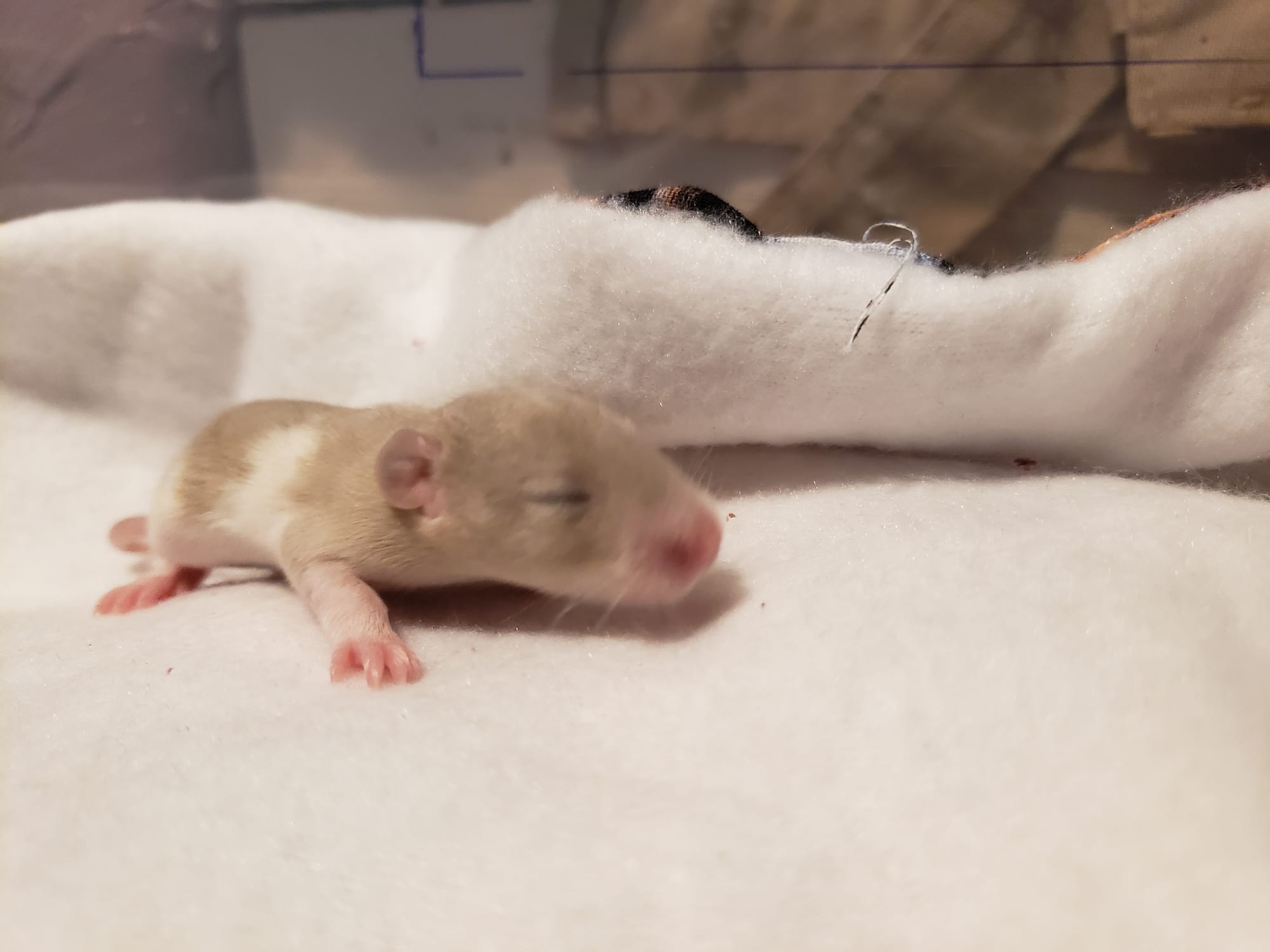 Raising space dragons (March 17th)