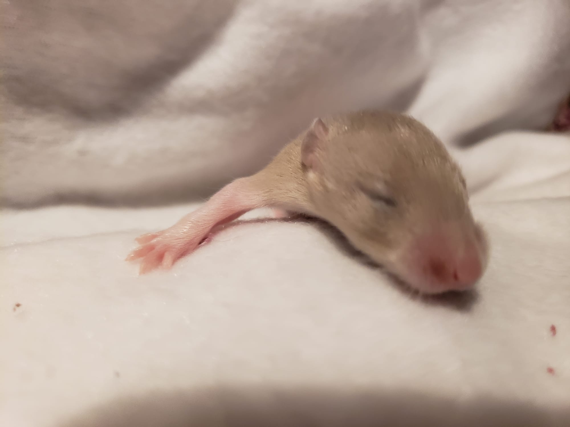 Raising space dragons (March 17th)