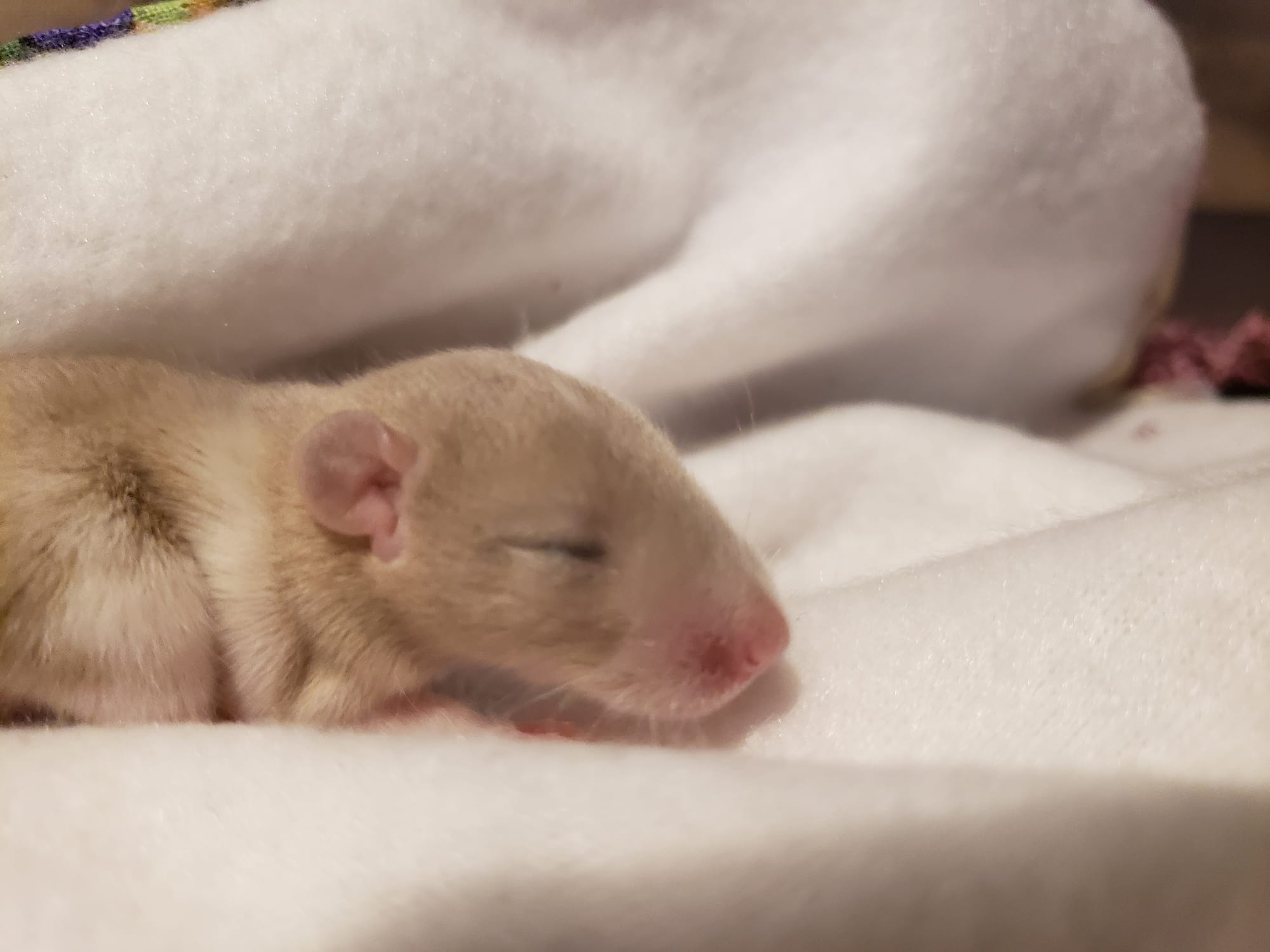 Raising space dragons (March 17th)