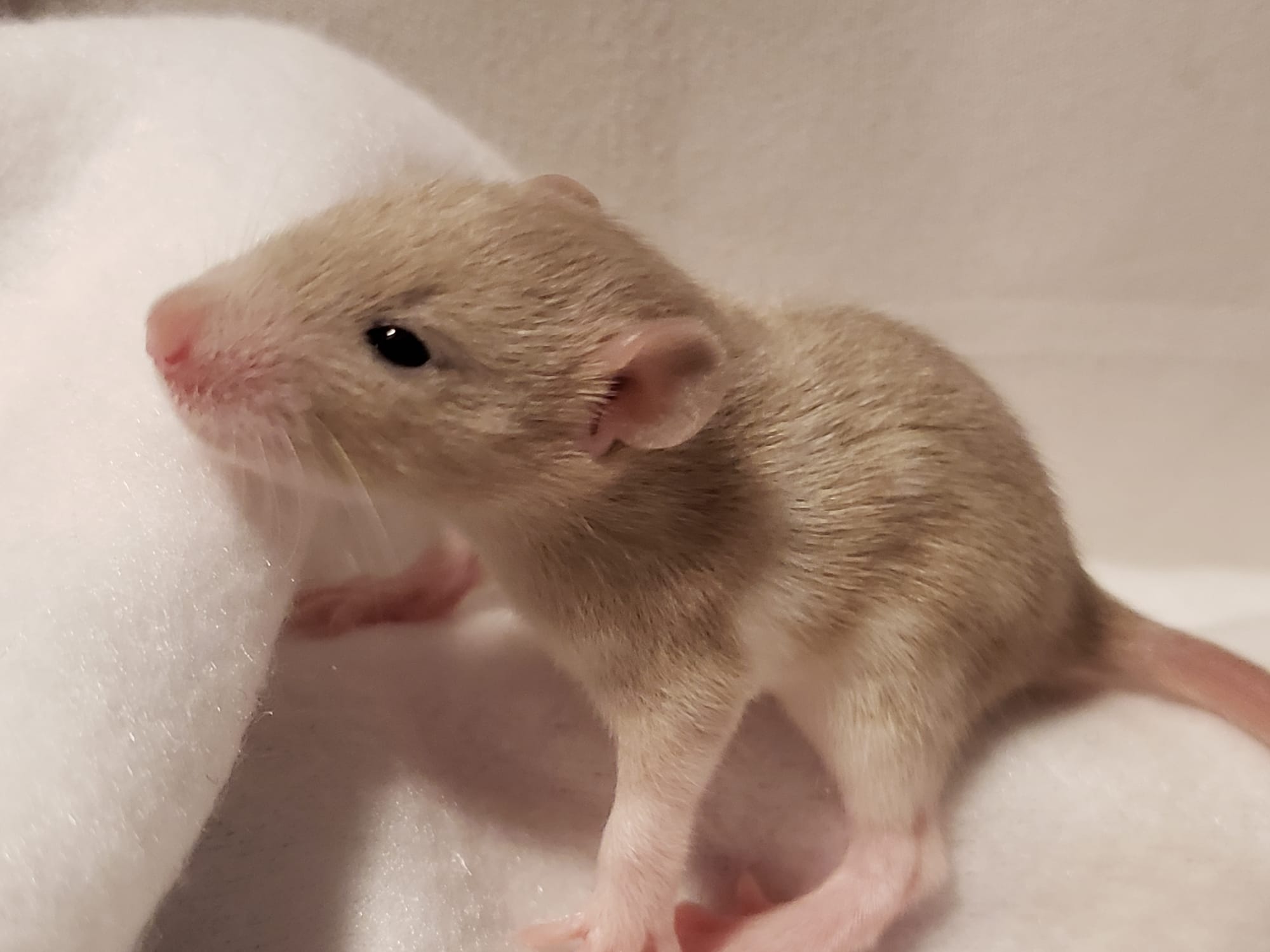 Raising space dragons (March 17th)