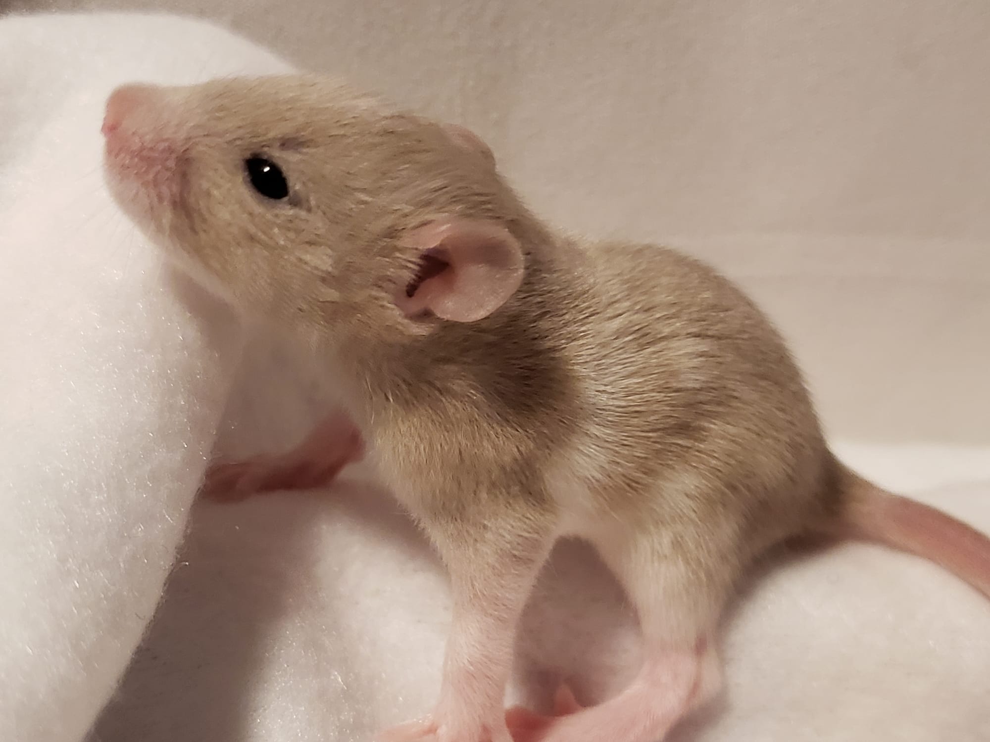 Raising space dragons (March 17th)