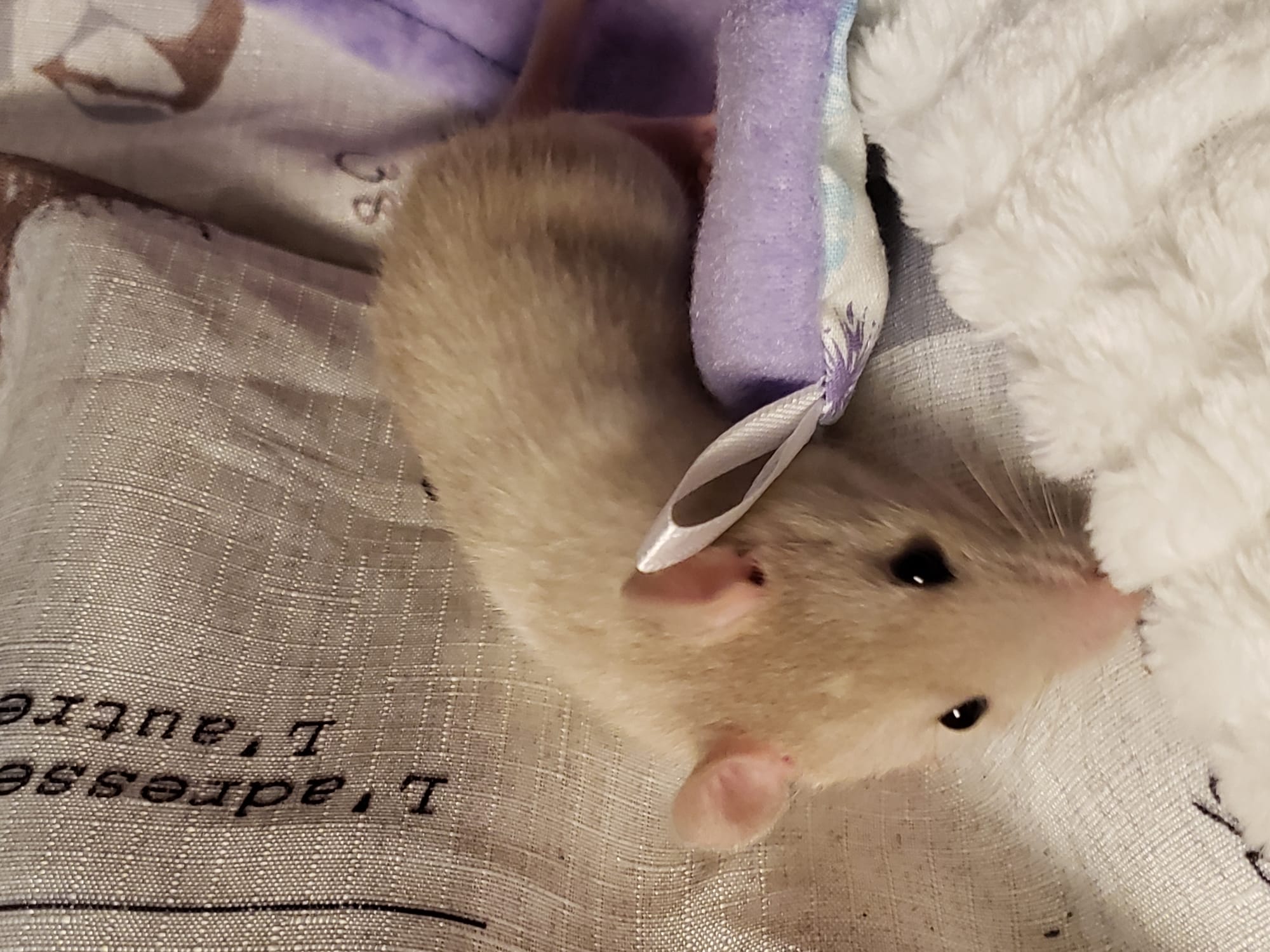 Raising space dragons (March 17th)