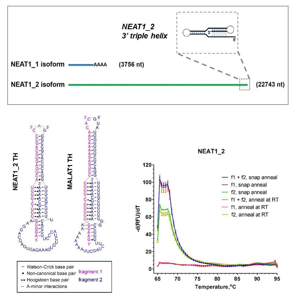 Therapeutic targeting of RNA