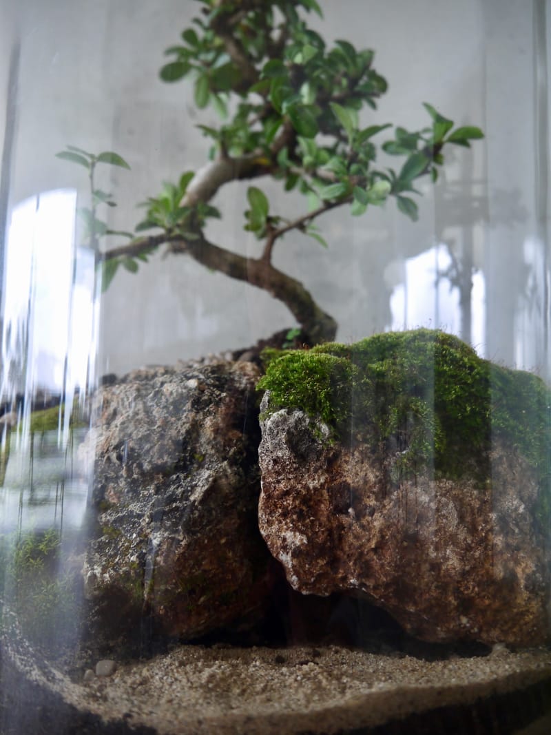 Terrarium artisan