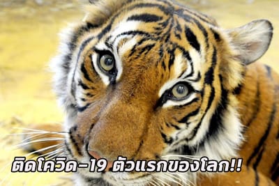 เสือโคร่ง ในสวนสัตว์นิวยอร์ก ติดเชื้อโควิด-19 เป็นตัวแรกในโลก