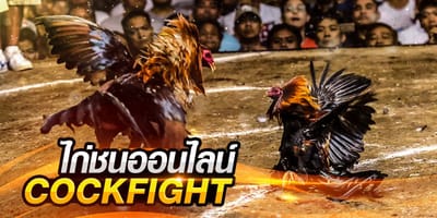 มาทำความรู้จัก ไก่พม่า ไก่ไทย พันธุ์ไหนเด็ดกว่ากัน