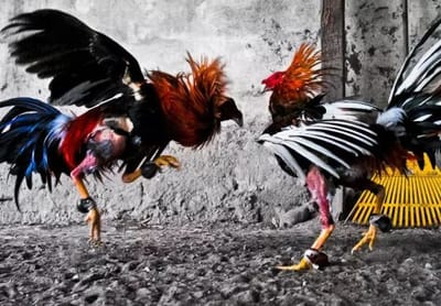 ไก่ชน เกมพื้นบ้านที่อยู่คนไทยมาช้านาน