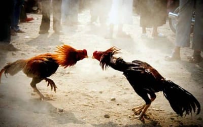 กติกาของ ไก่ชนออนไลน์ ผ่านเว็บ UFABET