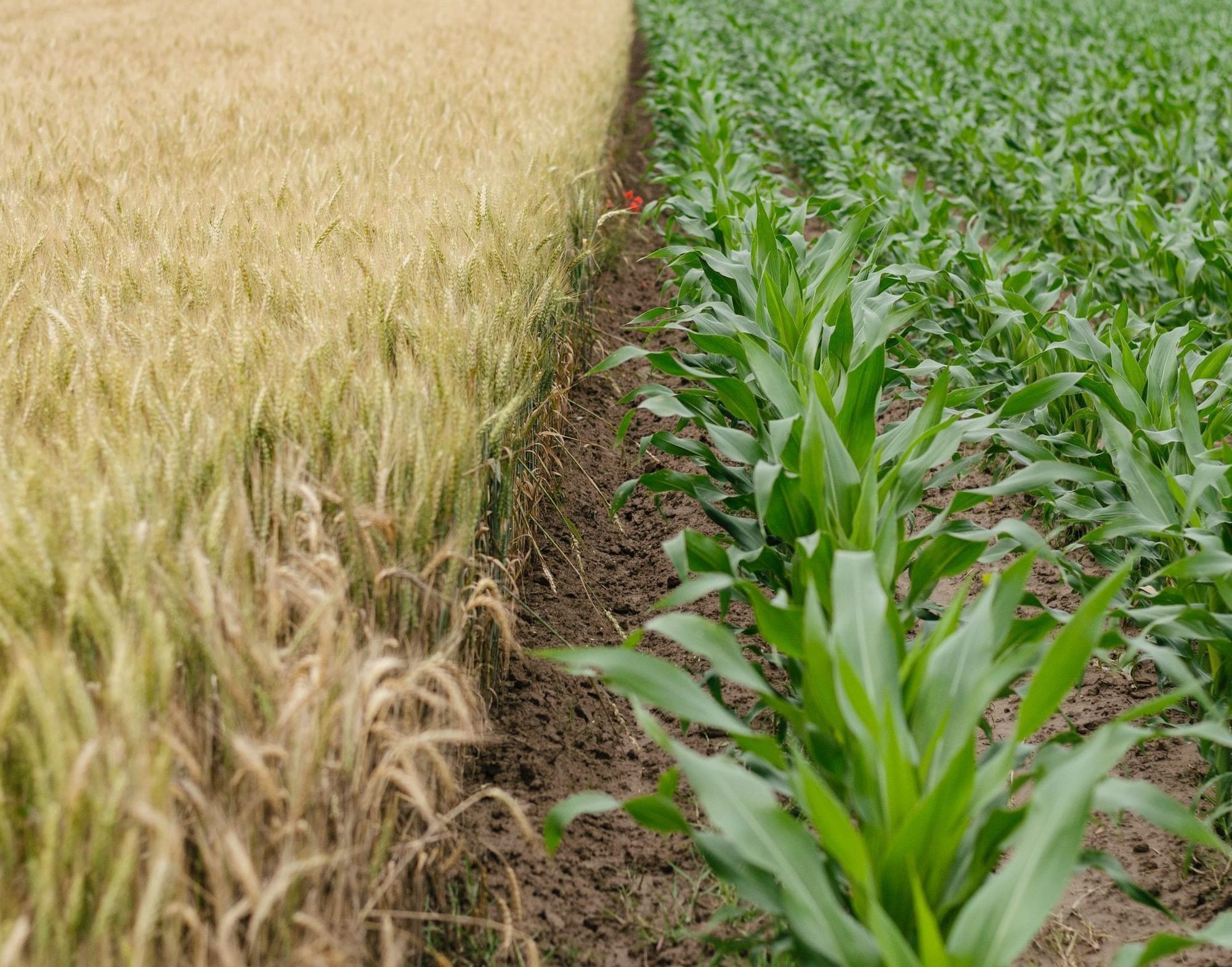 How does your food grow?