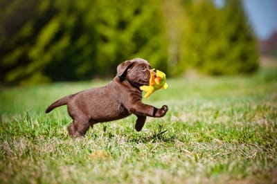 Benefits of Getting the Best Puppy Breed image