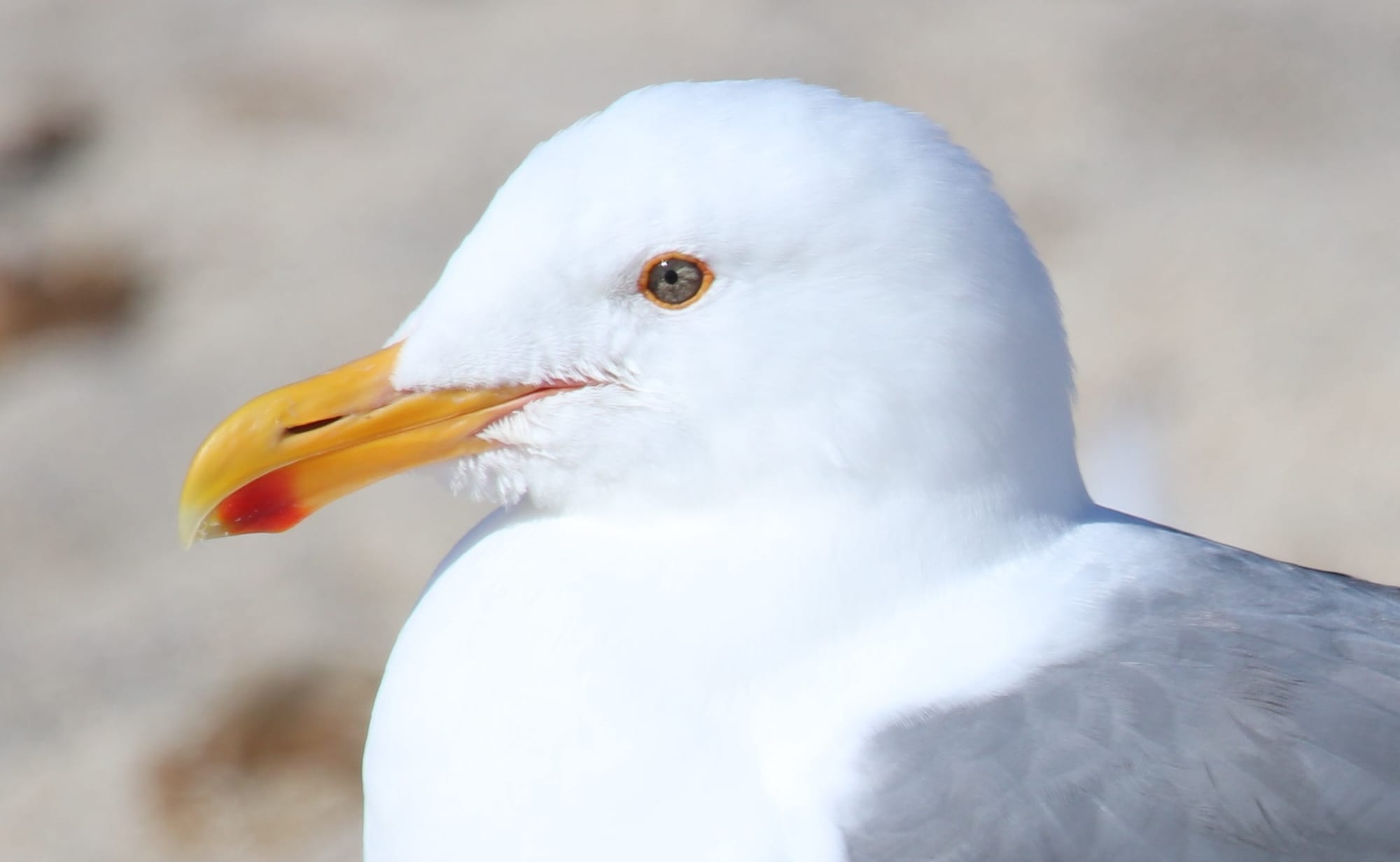 Tern Around