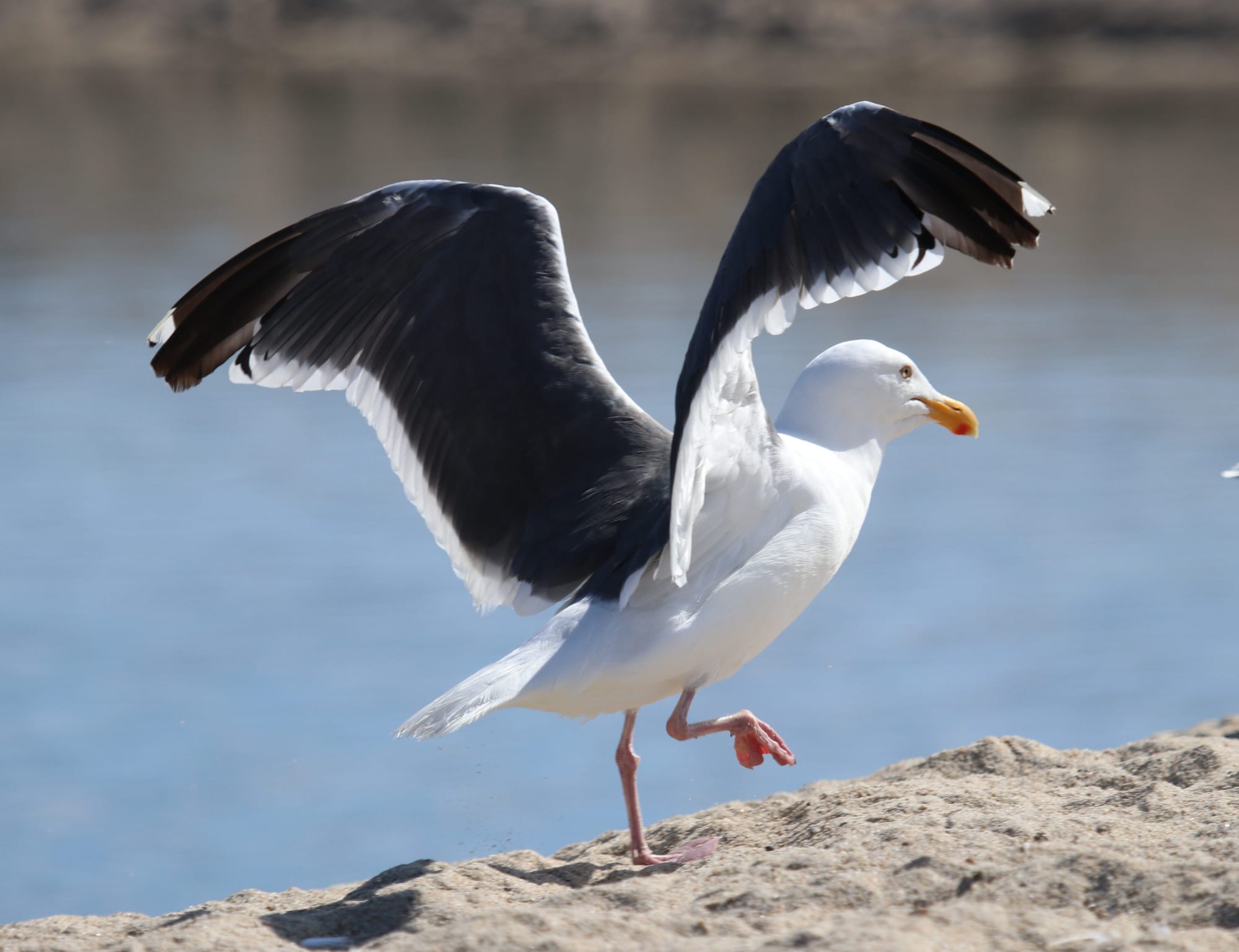 Dancing Gull