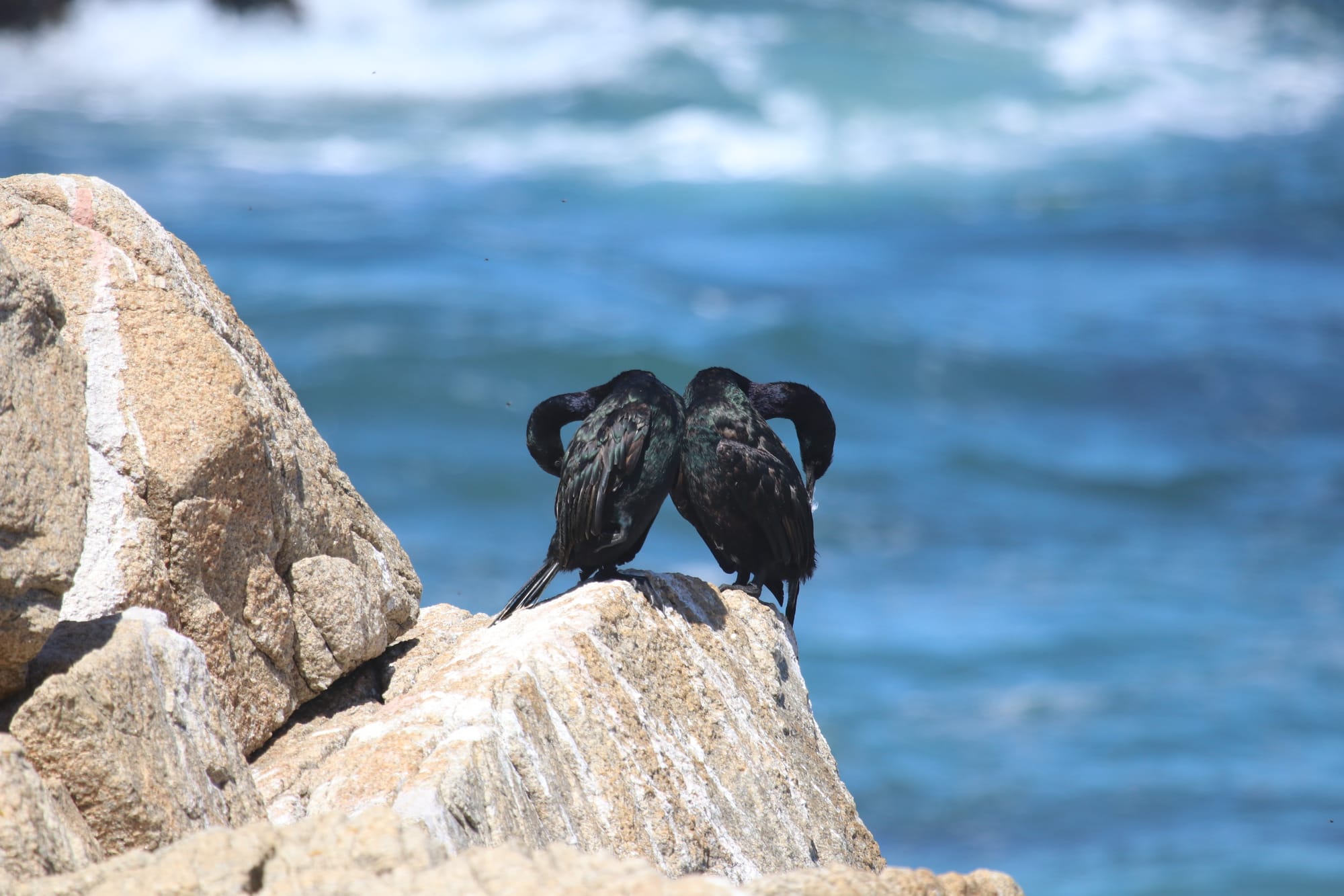 Cormorant Heart