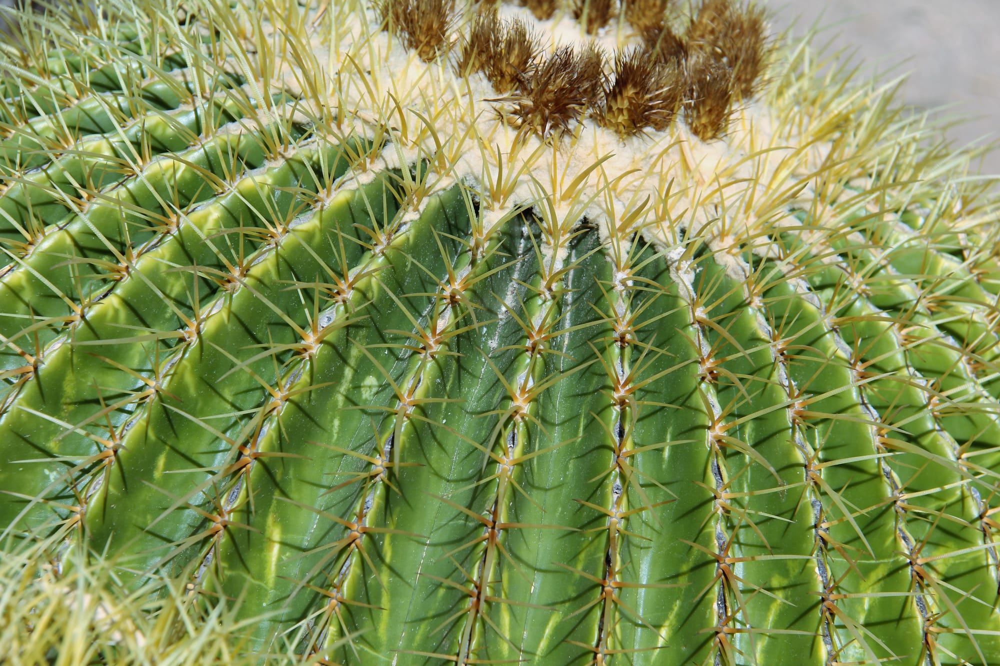 Cactus Curve