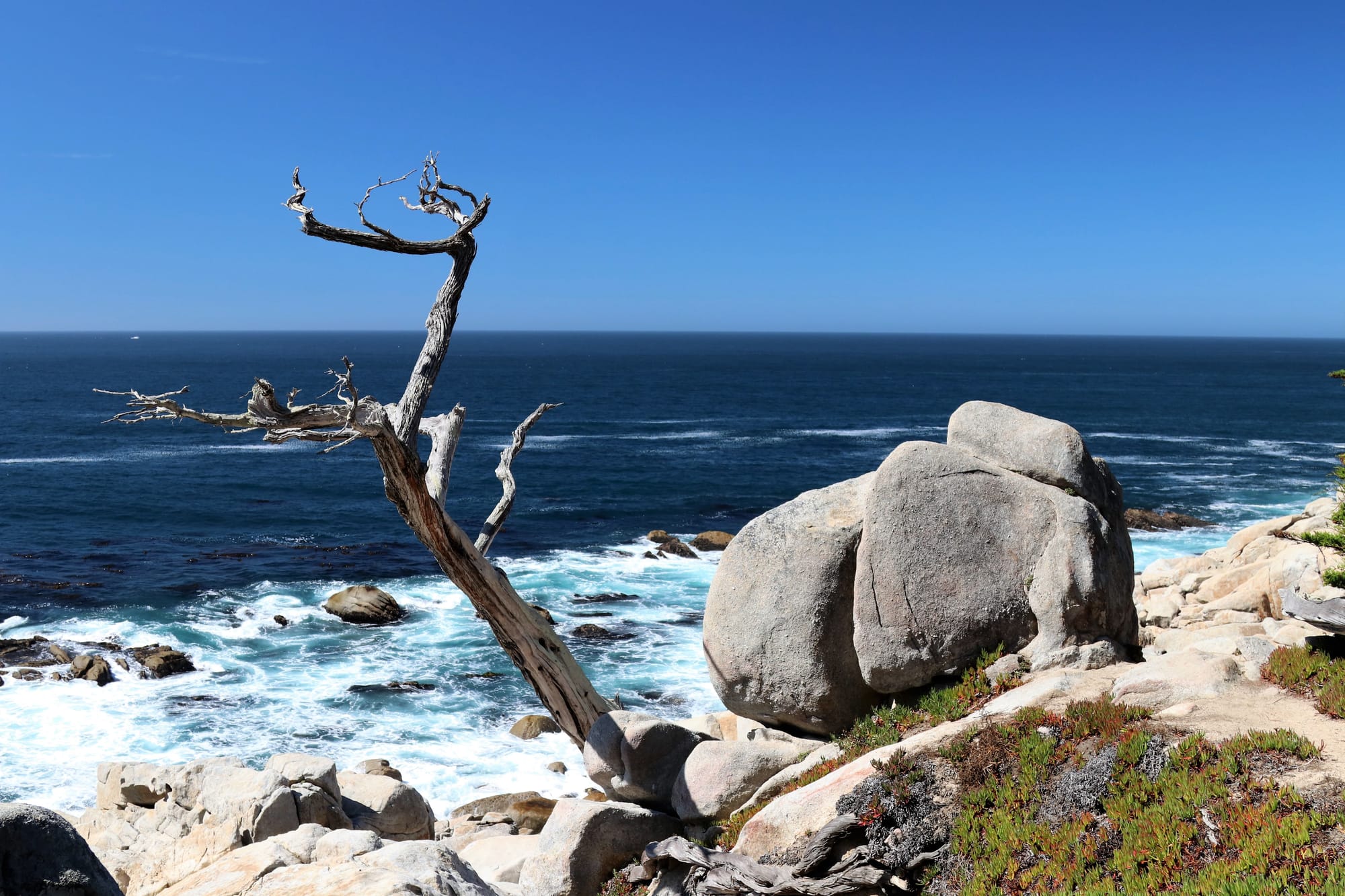 Ghost Pine