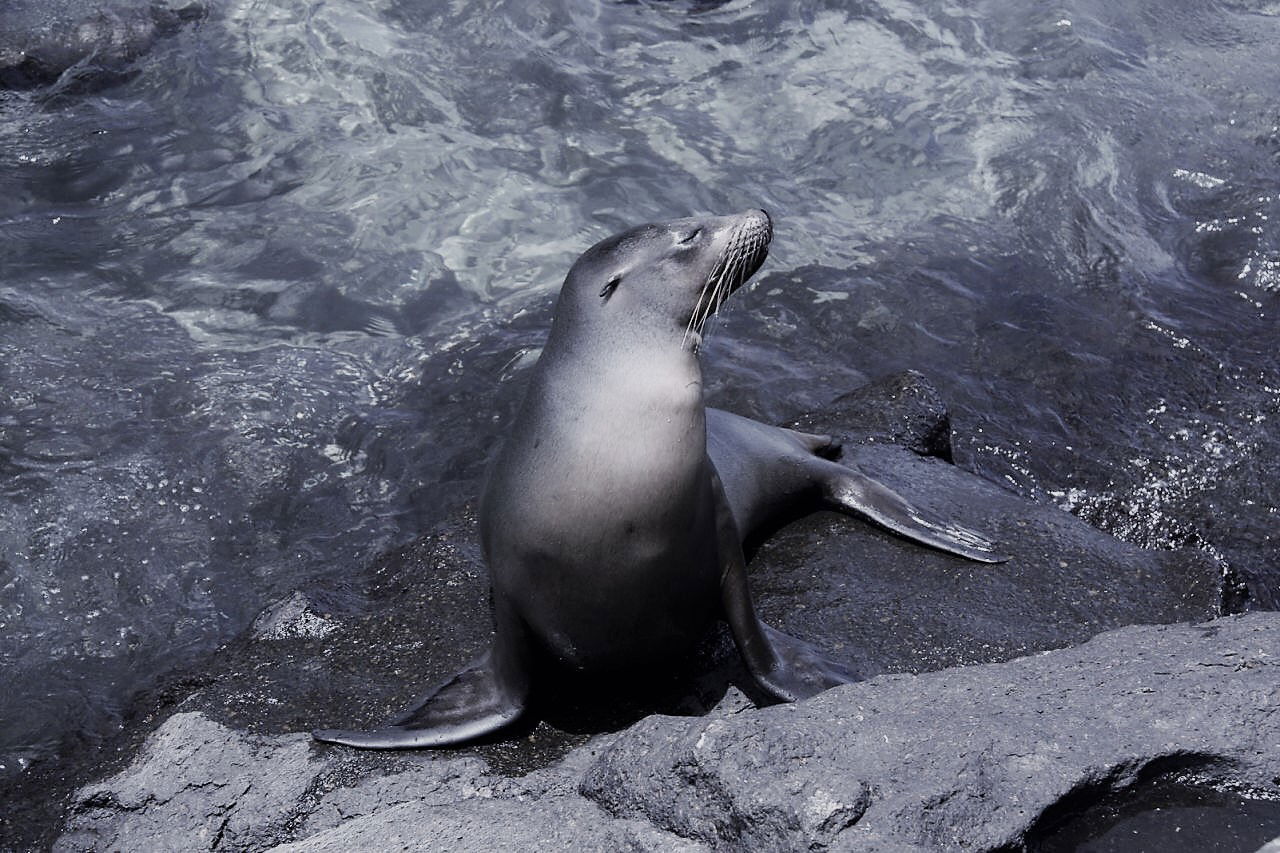 Flipping Seal