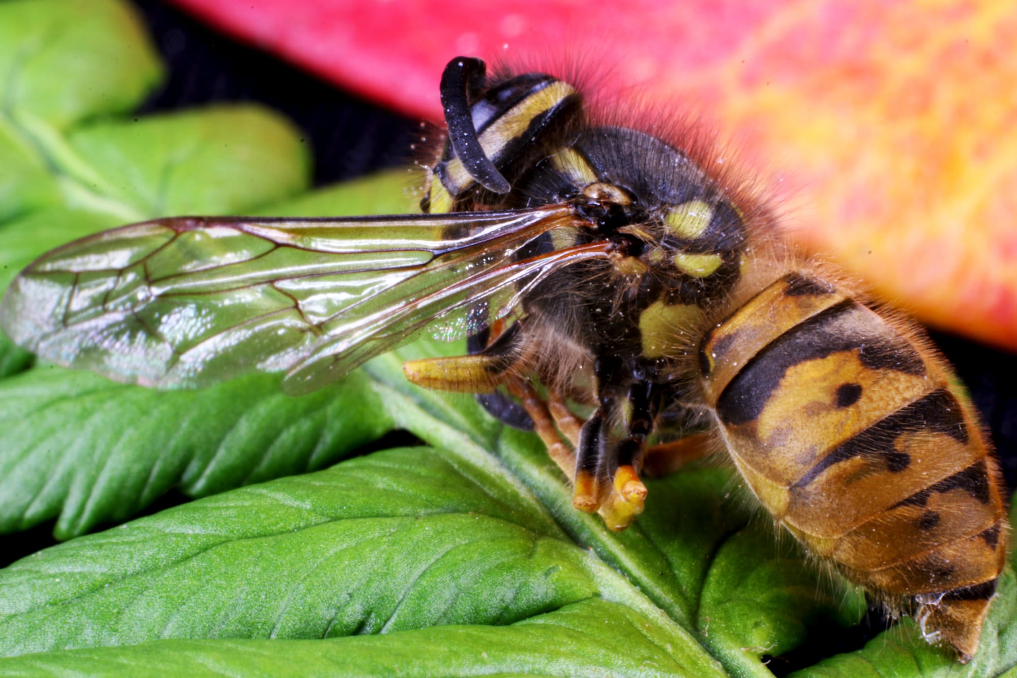 To Bee or Not to Be