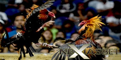 Informasi Penting Mengenai S128 Adu Ayam Online