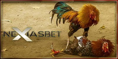 Platform S128 Adu Ayam Online Nexiasbet Indonesia