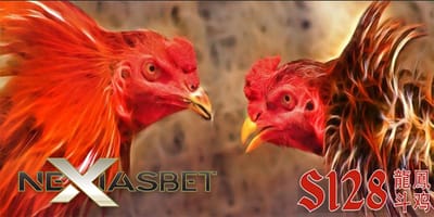 Penjelasan Detail Tentang S128 Adu Ayam Online