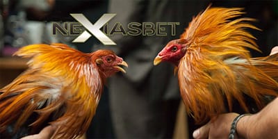 Pemberitahuan Mengenai Arena S128 Adu Ayam Online