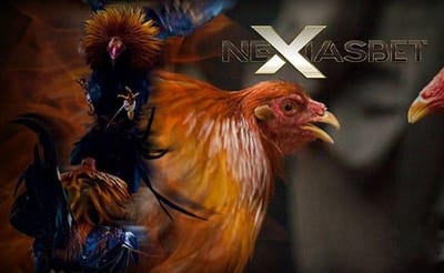 Sabung Ayam Online Arena Ayam Bangkok Super Apk