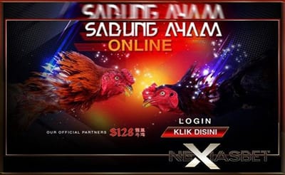 Ayam Bangkok Aduan Ayam Adu Super Sabung Ayam Online