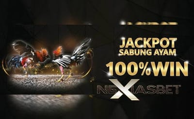 Ayam Philipin Ayam Siam Apk Sabung Ayam Online