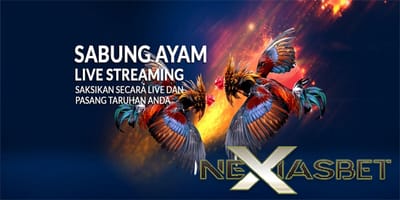 Ayam Bangkok Aduan Ayam Adu Super Sabung Ayam Online