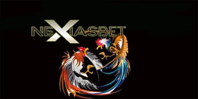 Ayam Adu Download Apk Ayam Laga Judi Ayam Online