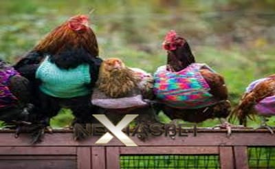Ayam Bangkok Super Taruhan Agen Resmi S128