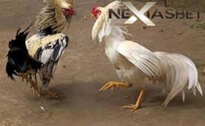 Adu Ayam Bangkok Mematikan Download S128 Net