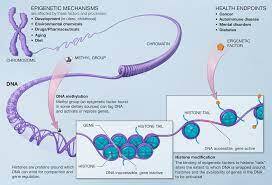 EPIGENETICA E BENESSERE CHE POTENZIANO LA CONOSCENZA image