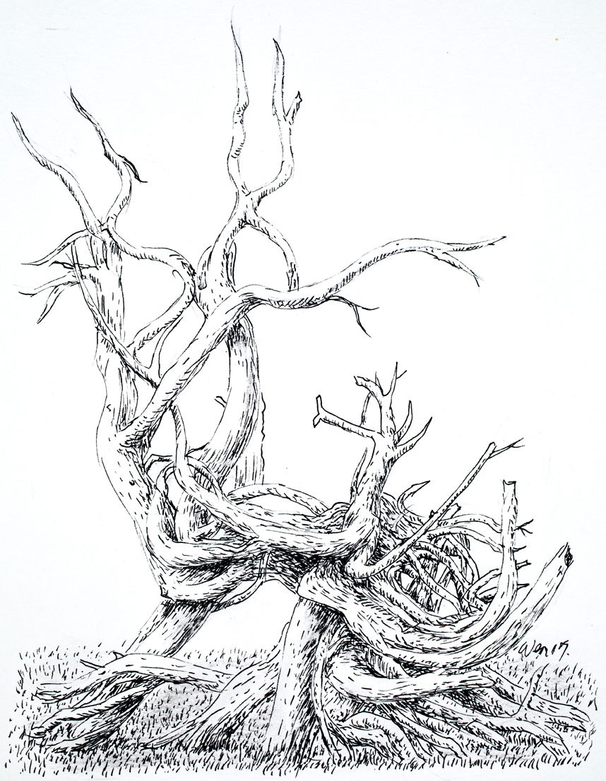 Ted Wen文桂川:  Two  Bare Trees Tied Together