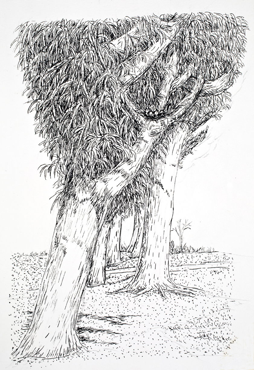 Ted Wen文桂川: Bird Nest: 6 trees
