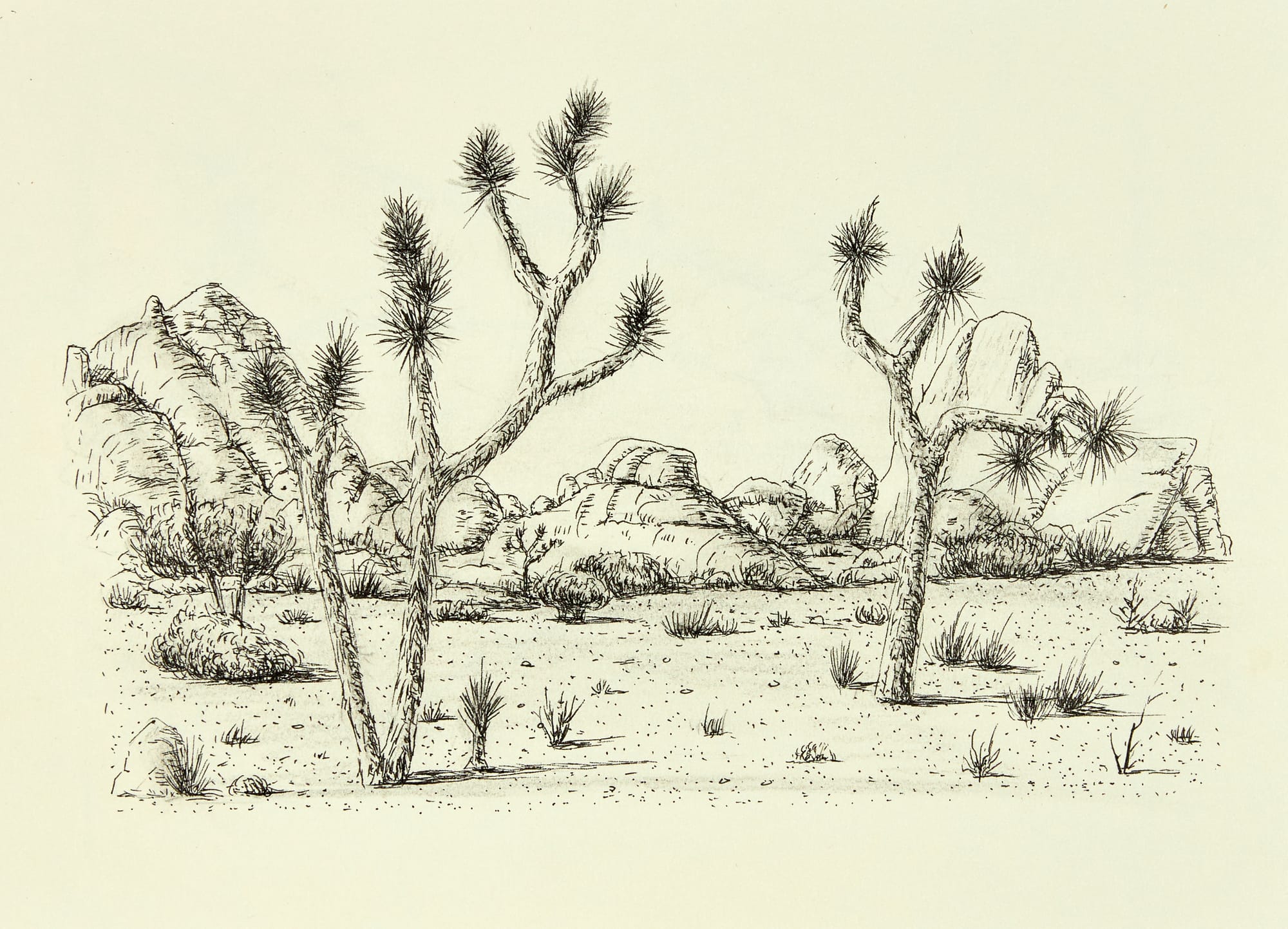 Ted Wen文桂川 Birds : Two Joshua Trees
