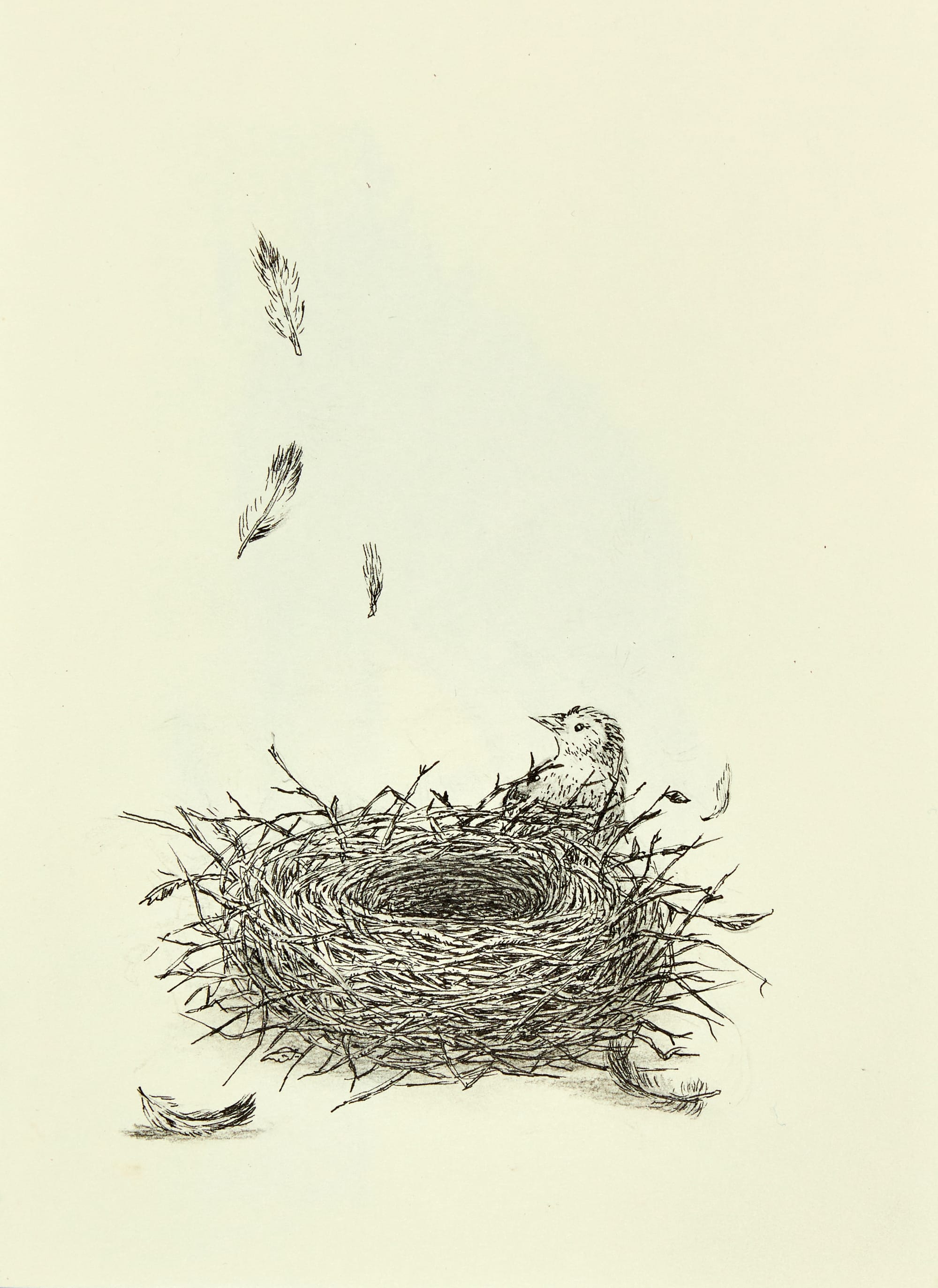 Ted Wen: Bird  Nest: Chick  and three feathers