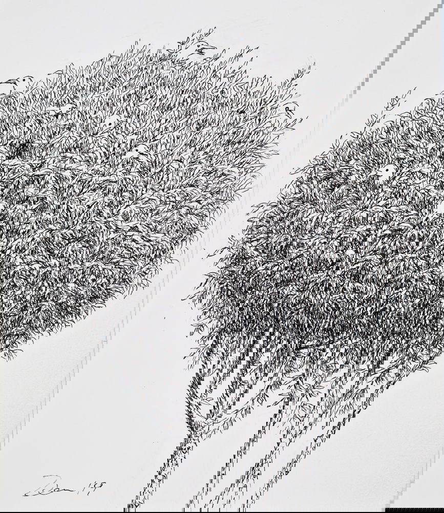 Ted Wen文桂川: Birds in Tree top