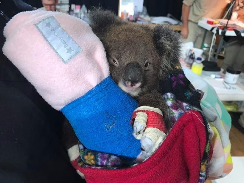 Bushfire Recovery Tour - Coach