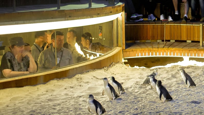 Phillip Island Penguin Parade