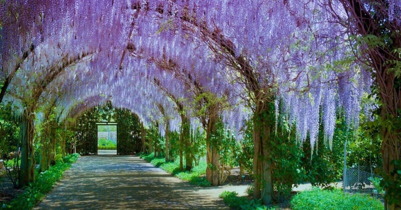 Alowyn Gardens - FULLY BOOKED