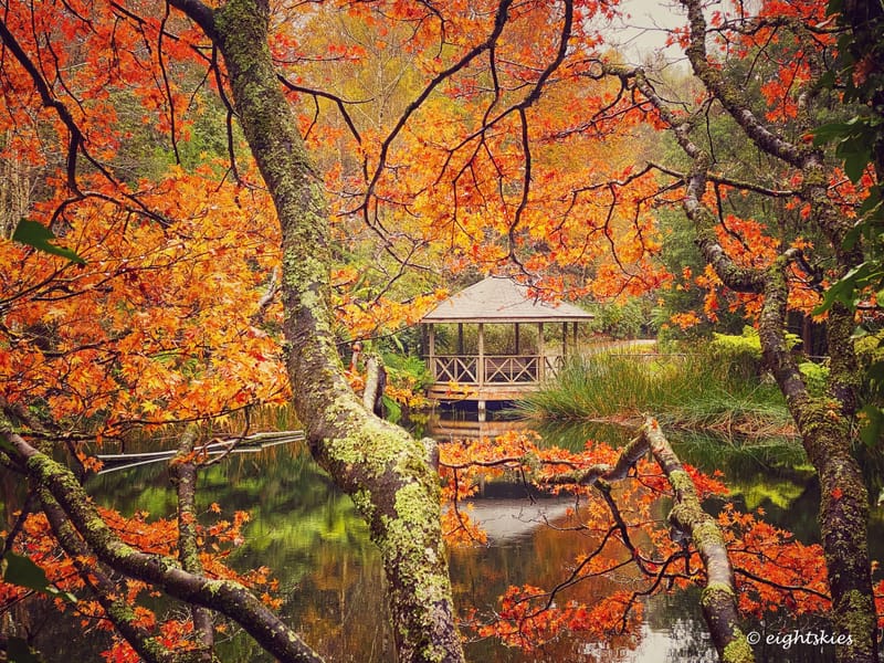 Autumn Leaves, Chelsea Garden & Rose Cottage - SOLD OUT