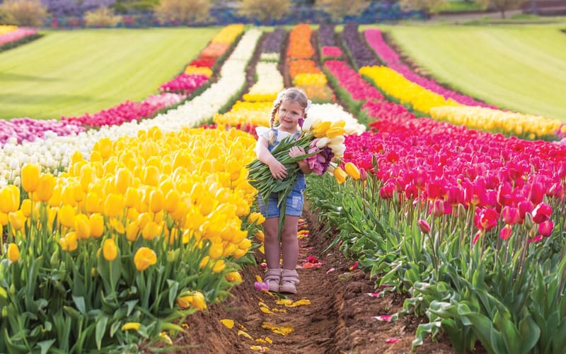 Tesselaar Tulip Festival