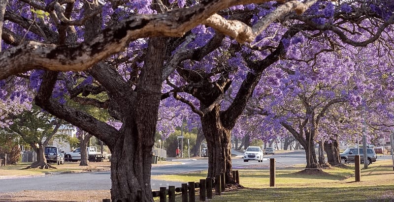 NSW North Coast & the Jacaranda Festival   Fly/Fly