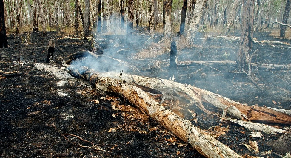 Planned burns rather than expensive aircraft will lower the cost of bushfires