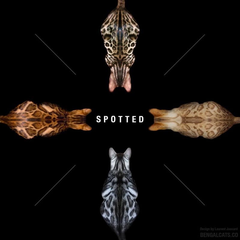 Spotted Coat Pattern