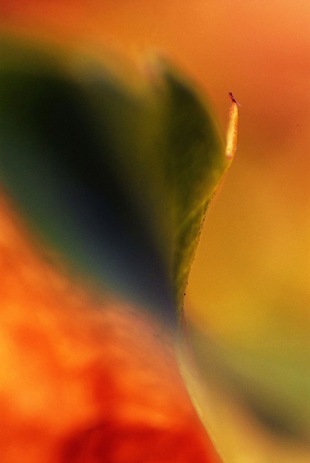 The Sunny Lining