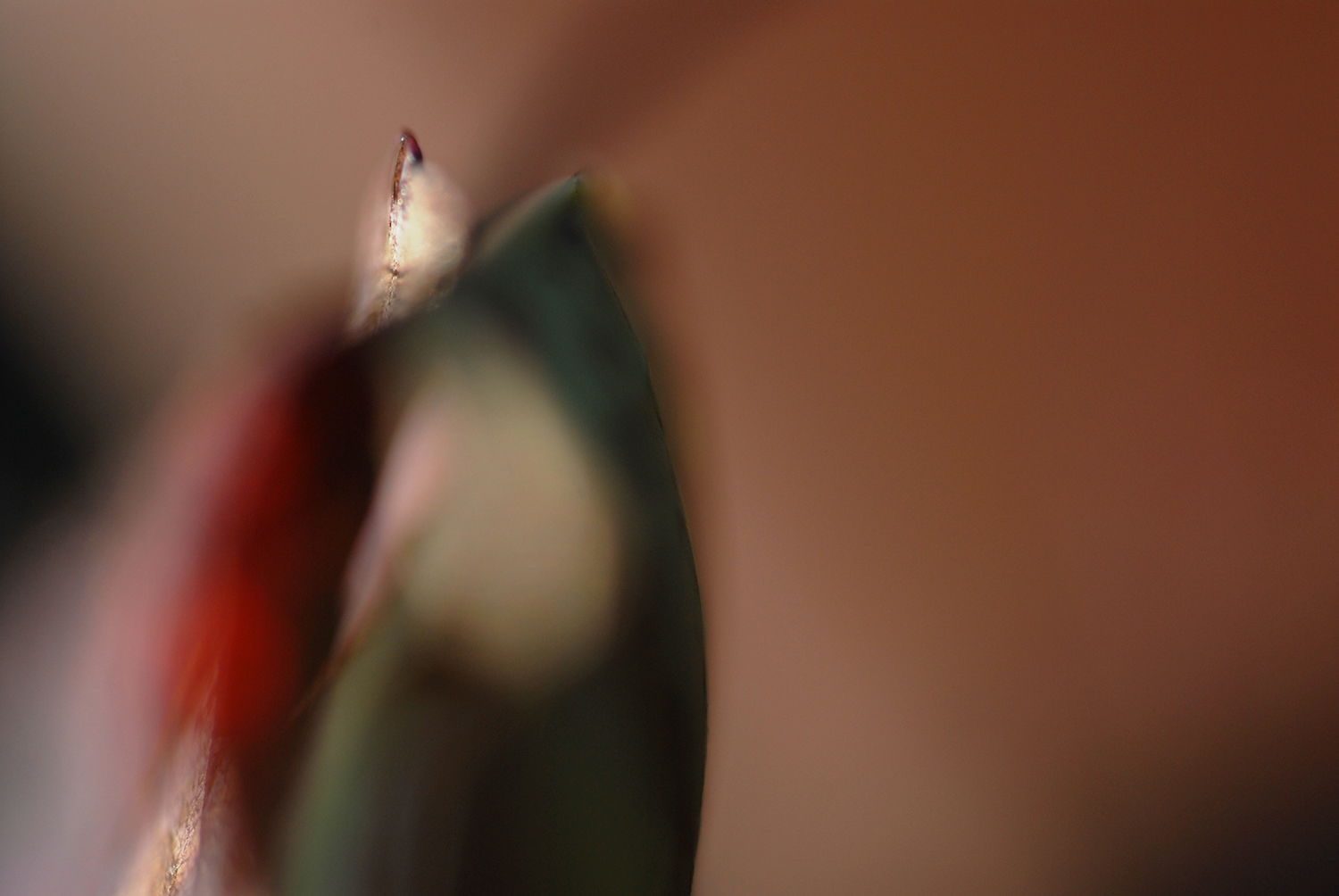 Peek Out