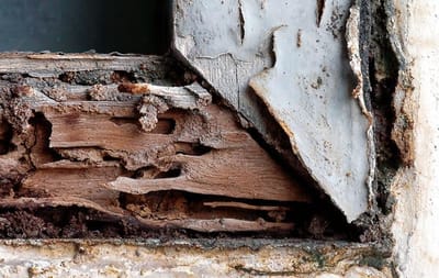 What Does Termite Damage Look Like? image